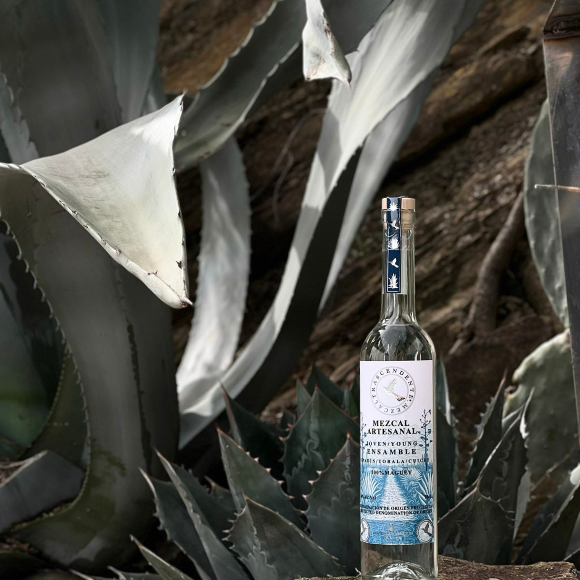 Bottle of Mezcal Cartesiano surrounded by agave plants