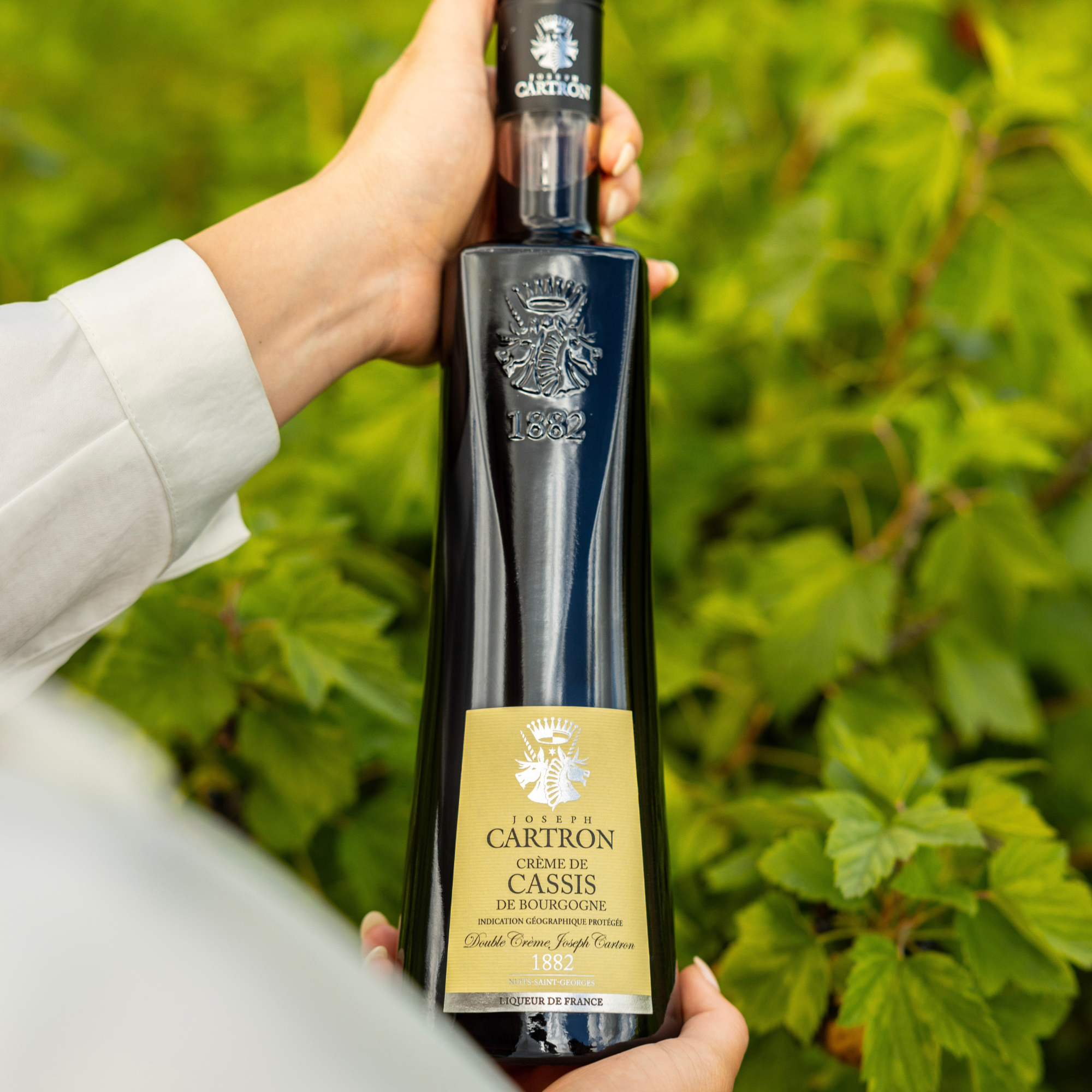 Bottle of Château Cartron Crème de Cassis held by a person with green foliage in the background